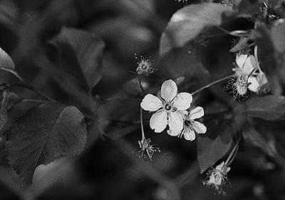 真诚相待的经典语录(合集40句)