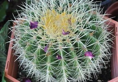 深海里的星星经典语录(合集16句)