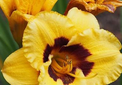 王阳明十大经典语录(汇总10句)