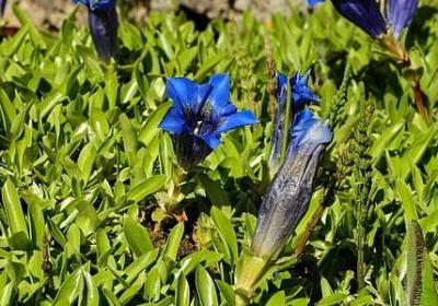 爱情一句话经典语录(推荐50句)