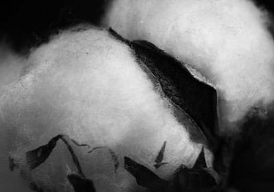 灰太狼的经典语录(合集79句)