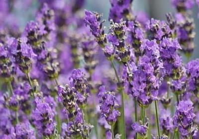 甄嬛传华妃经典语录(优选40句)