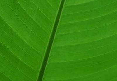 白莲花经典语录(79句)