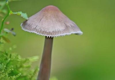 碧瑶经典语录(共50句)