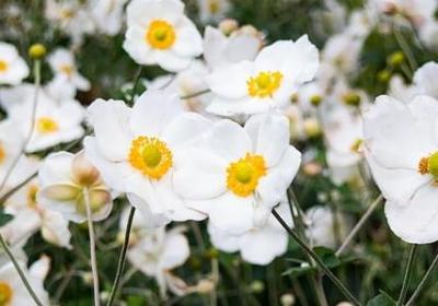 知北游经典语录(汇总20句)