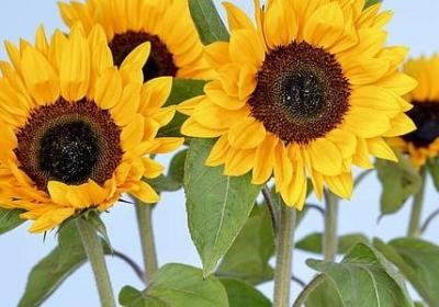 灰姑娘经典语录(通用40句)