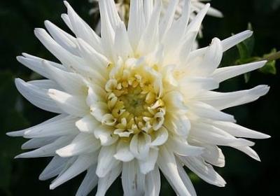 玫瑰的经典语录(热门51句)