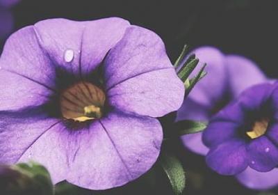 知青经典语录(20句)