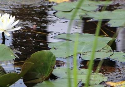 生活的经典语录(精选80句)