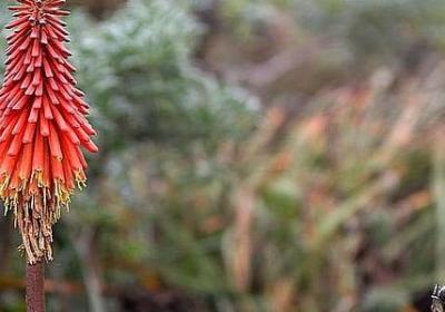 烟花易逝经典语录(合集60句)