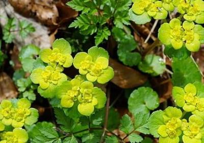 游戏王经典语录(合集70句)