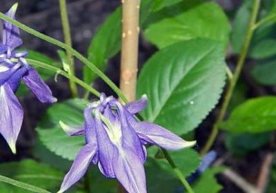 爱乐之城经典语录(共20句)