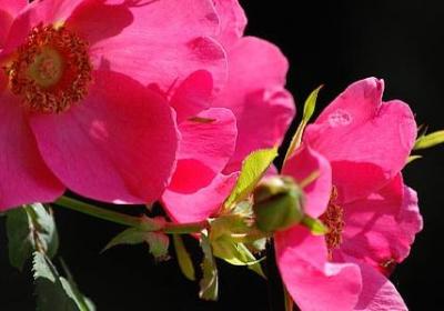 爱的五种语言经典语录(汇总35句)