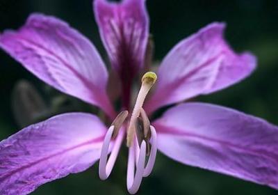 甄嬛经典语录(共70句)