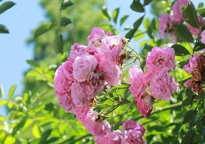 狗狗经典语录(通用40句)