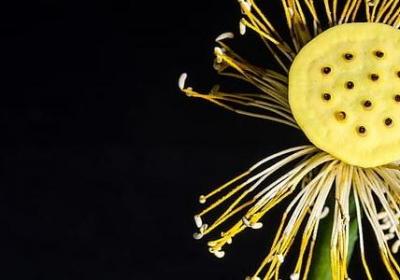 白落梅经典语录(通用80句)