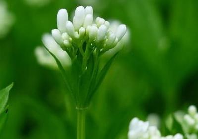 生命中不能承受之轻经典语录(合集40句)