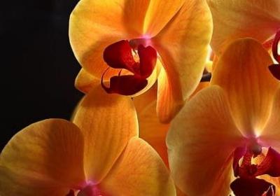 真诚待人的精经典语录(必备50句)