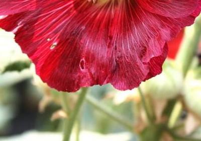 王国维经典语录(实用20句)