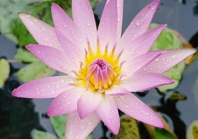 秒速五厘米经典语录(通用79句)