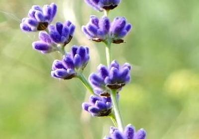 翡翠经典语录(推荐40句)