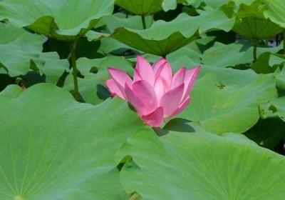 羊皮卷经典语录(70句)