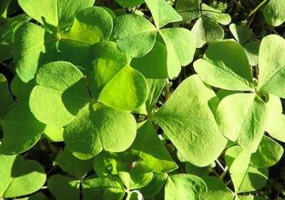 聊斋志异经典语录(优选59句)