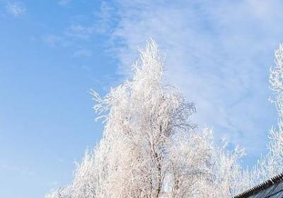 老树画画经典语录(精选21句)