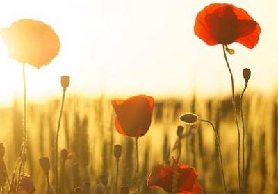 红与黑经典语录英文(实用44句)