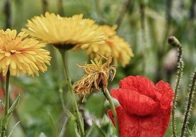 约翰列侬经典语录(共50句)