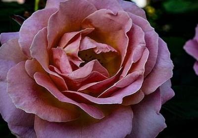 老友记经典语录(合集20句)