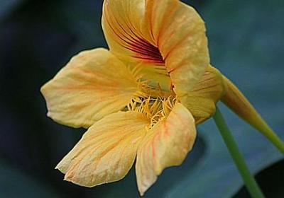 笑靥如花经典语录(共70句)