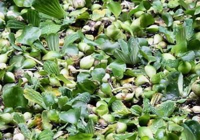 红拂夜奔经典语录(汇总20句)