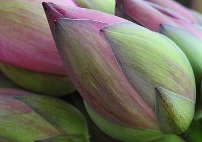 经典语录摘抄(合集40句)