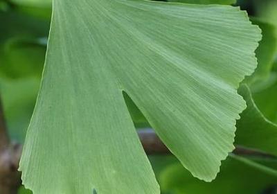 胆子大经典语录(实用69句)