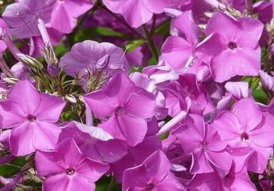 经典语录生活(实用20句)