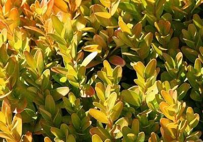 米兰昆德拉经典语录(汇总20句)