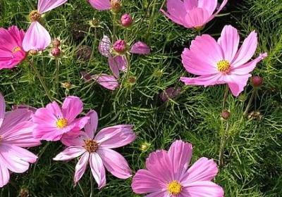 胡一菲经典语录(共20句)