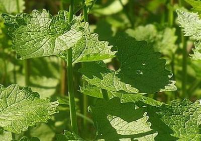 经济学经典语录(精选40句)