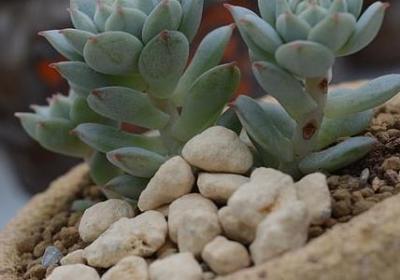 约会大作战经典语录(共70句)