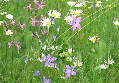 结婚爱情宣言经典语录(优选61句)