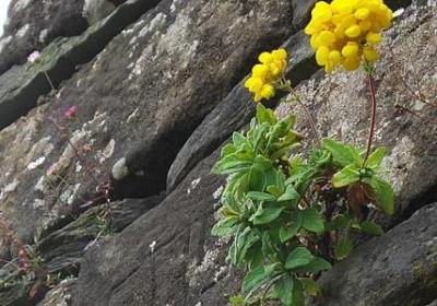 红玫瑰与白玫瑰经典语录原文(实用50句)