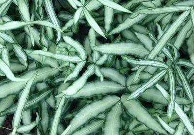 经典语录 励志短句(实用60句)