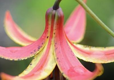 神墓经典语录(优选80句)