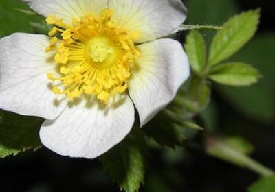 终究活成了的经典语录(推荐50句)