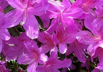 红与黑经典语录及赏析(10句)