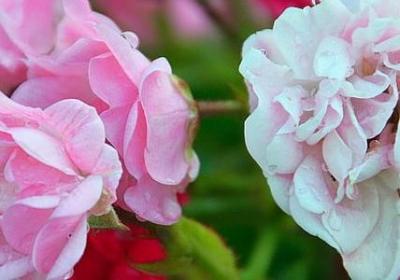 突然想结婚的经典语录(实用40句)