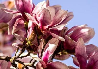 罗兰小语经典语录(优选20句)