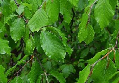 胡歌说过的经典语录(优选60句)