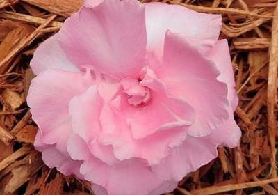 稻盛和夫经典语录(精选60句)